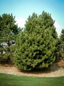 Сосна Чёрная (Pinus Nigra) купить по цене от 270.00р. в интернет-магазине «Посадика» с доставкой почтой в в Грозныйе и по всей России – [изображение №1].