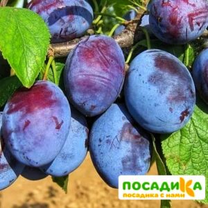 Слива Чачакская ранняя купить по цене от 229.00р. в интернет-магазине «Посадика» с доставкой почтой в в Грозныйе и по всей России – [изображение №1].