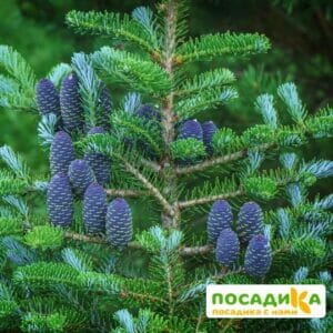 Пихта корейская (Abies koreana) купить по цене от 450.00р. в интернет-магазине «Посадика» с доставкой почтой в в Грозныйе и по всей России – [изображение №1].