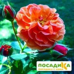 Роза Арабия купить по цене от 350.00р. в интернет-магазине «Посадика» с доставкой почтой в в Грозныйе и по всей России – [изображение №1].