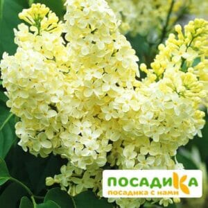 Сирень Примроуз (Primrose) купить по цене от 529.00р. в интернет-магазине «Посадика» с доставкой почтой в в Грозныйе и по всей России – [изображение №1].