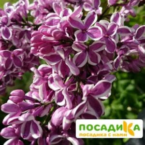 Сирень Сенсация купить по цене от 529.00р. в интернет-магазине «Посадика» с доставкой почтой в в Грозныйе и по всей России – [изображение №1].