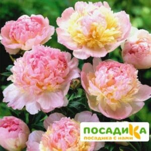 Пион Распберри Сандей (Paeonia Raspberry Sundae) купить по цене от 959р. в интернет-магазине «Посадика» с доставкой почтой в в Грозныйе и по всей России – [изображение №1].