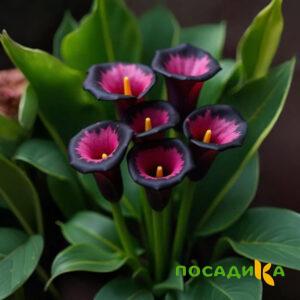 Калла Аура Лейс купить по цене от 400р. в интернет-магазине «Посадика» с доставкой почтой в в Грозныйе и по всей России – [изображение №1].