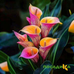 Калла Оникс купить по цене от 450р. в интернет-магазине «Посадика» с доставкой почтой в в Грозныйе и по всей России – [изображение №1].