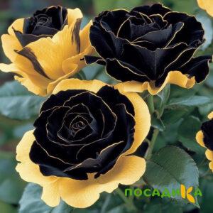 Роза Ханни Сикл купить по цене от 700р. в интернет-магазине «Посадика» с доставкой почтой в в Грозныйе и по всей России – [изображение №1].