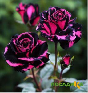 Роза Багровый Шепот купить по цене от 366р. в интернет-магазине «Посадика» с доставкой почтой в в Грозныйе и по всей России – [изображение №1].