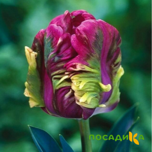 Тюльпан Экзотик Хэвен купить по цене от 186р. в интернет-магазине «Посадика» с доставкой почтой в в Грозныйе и по всей России – [изображение №1].